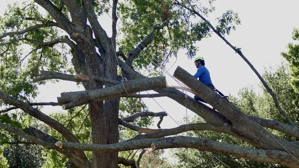 Professional Crown Thinning performed by certified arborists in Los Gatos